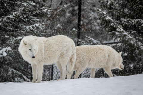 Toronto: Toronto Zoo Entry Ticket