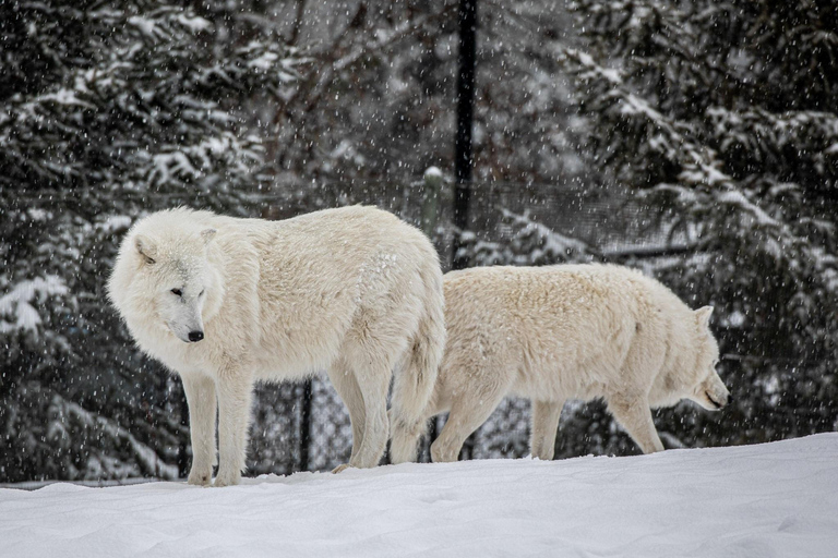 Toronto: Toronto Zoo Entry Ticket