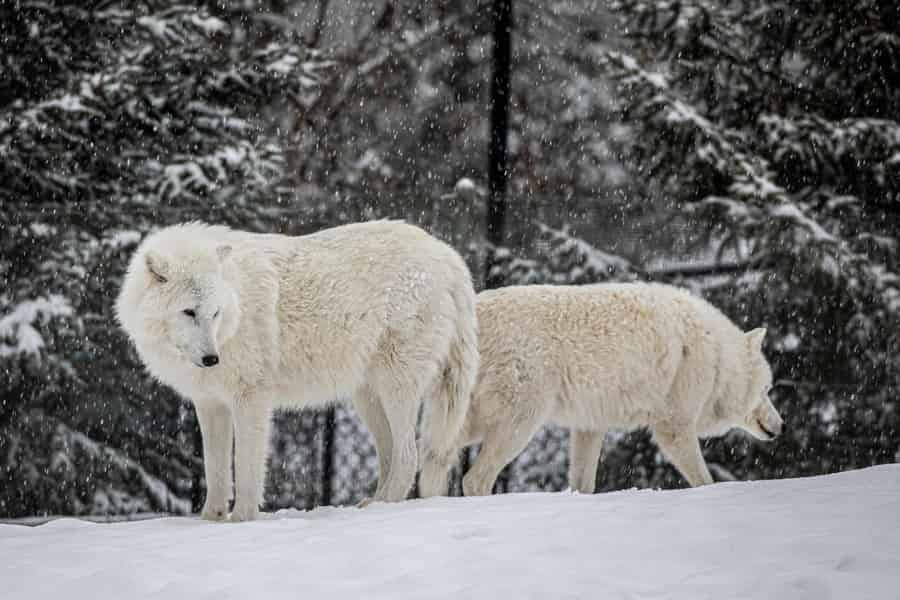 Toronto: Eintrittskarte für den Zoo von Toronto. Foto: GetYourGuide