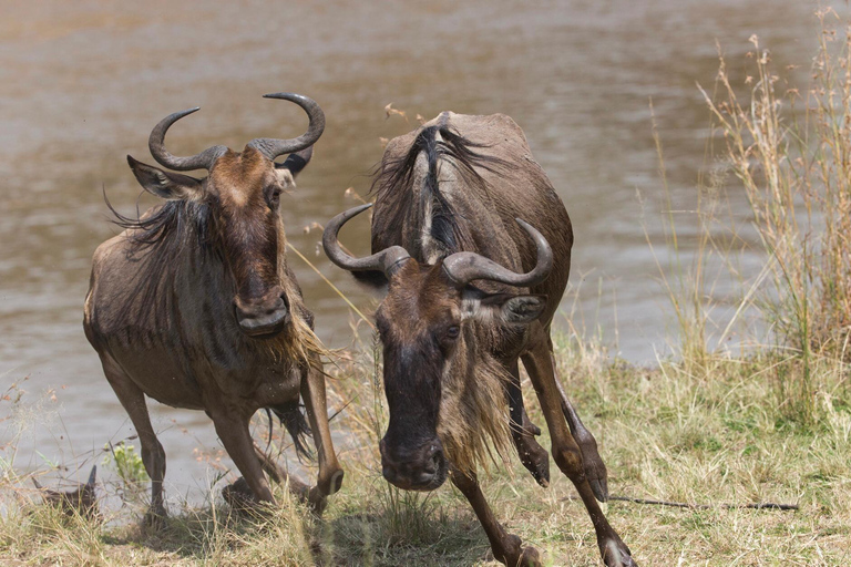 Tanzania: 11-Day Safari and Beach Adventure