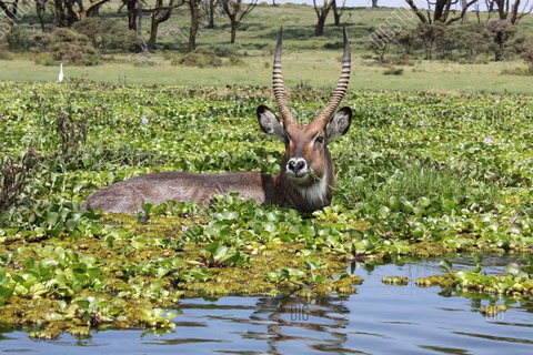 Lake Naivasha Tag und Crescent Island Tagestour von Nairobi