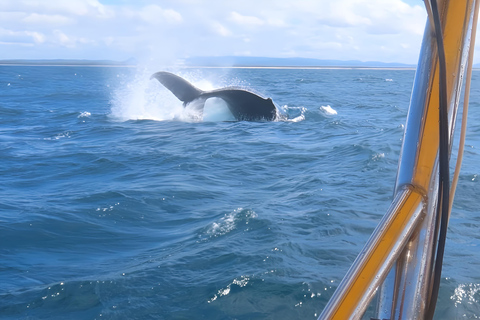 Noosa : Observation des baleines à bosseNoosa: visite d&#039;observation des baleines à bosse