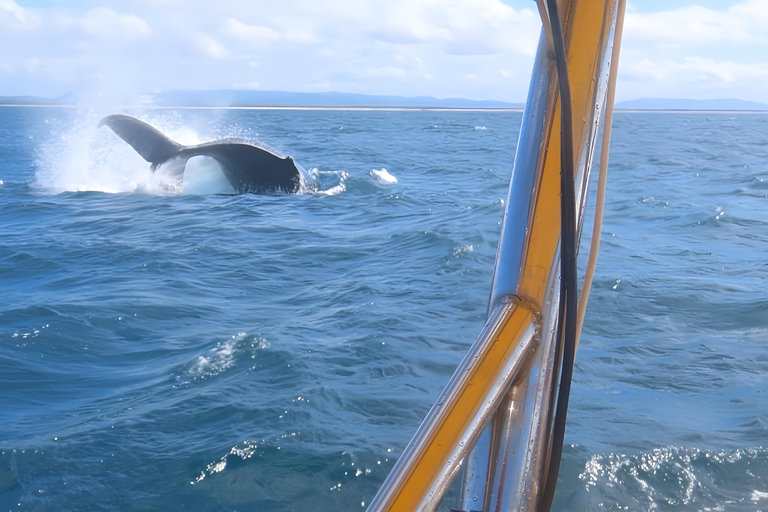 Noosa : Observation des baleines à bosseNoosa: visite d&#039;observation des baleines à bosse