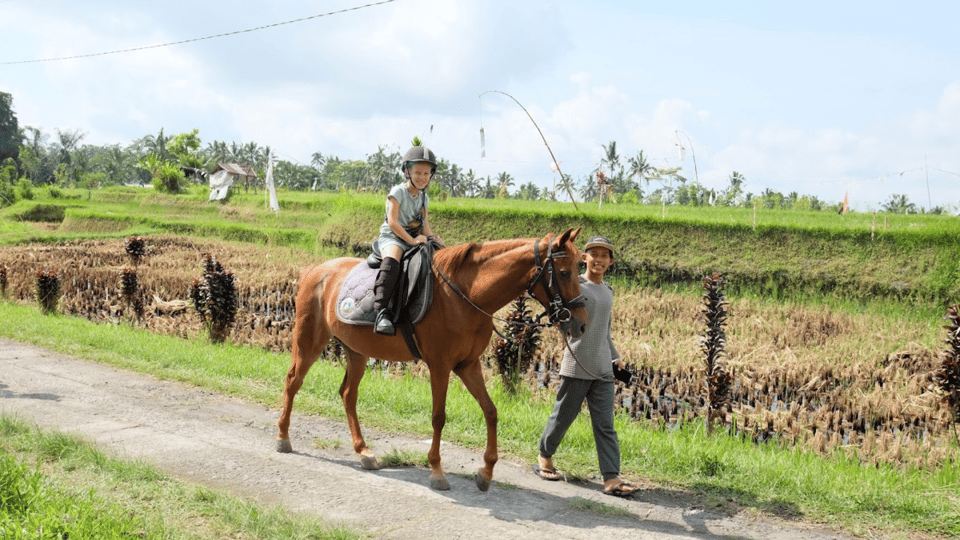 Ubud 1 Hour Countryside Horse Riding with Rice Field View GetYourGuide