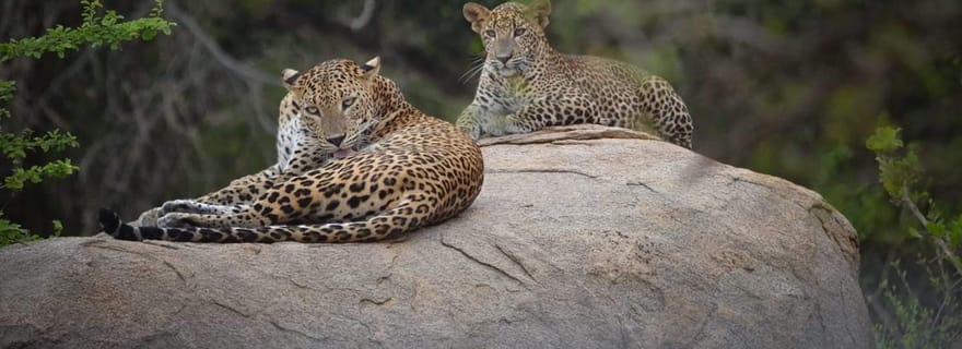 Croisière au port de Hambantota : safari à Yala (excursion à terre)