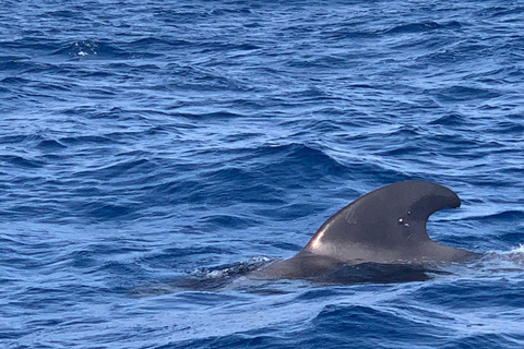 Private Charter Private Charter to see the whales - 3 HoursPrivate Charter - 3 Hours