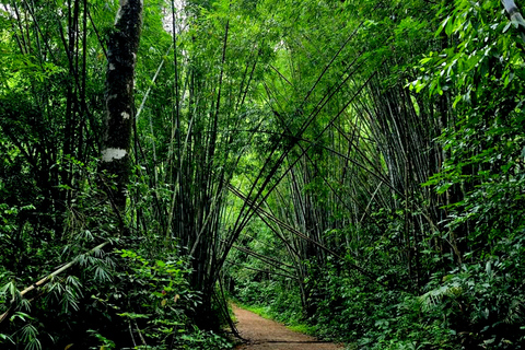 Khao Sok: Half-Day & Night Wildlife Trek and Jungle Dinner Option 6: Half-Day & Night Trek with Dinner From Khao Lak