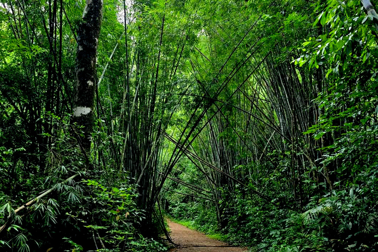 Khao Sok: Half-Day & Night Wildlife Trek and Jungle Dinner Option 6: Half-Day & Night Trek with Dinner From Khao Lak