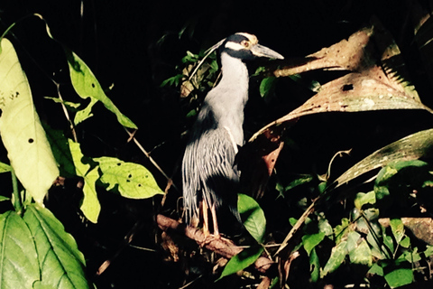 Tortuguero: Tour in canoa e avvistamento della fauna selvatica