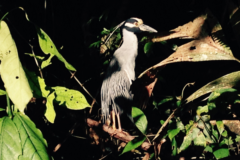 Tortuguero: Passeio de canoa e observação da vida selvagem