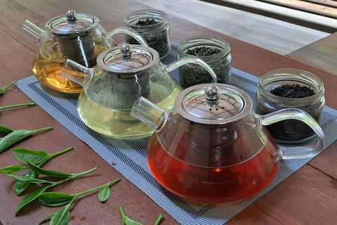 Ella: Organic Tea Plantation Tour with Tea Making & Tasting
