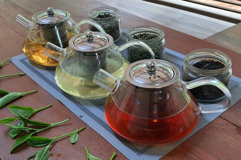Ella: Organic Tea Plantation Tour with Tea Making & Tasting