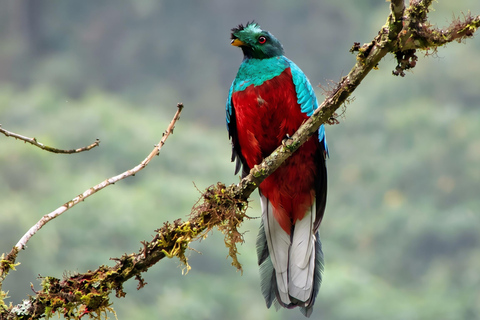 From Cusco: 4-Day Manu Cloud Forest Birdwatching Tour