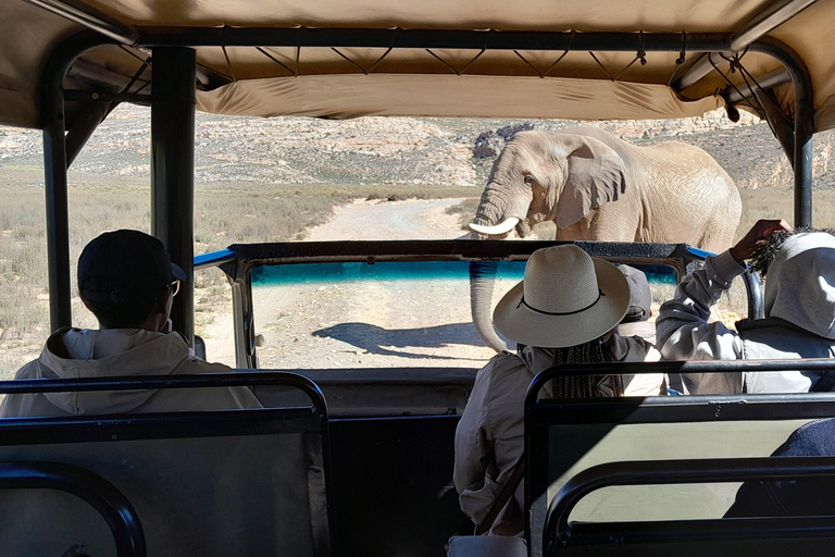 Cape Town Aquilla big sunset safari With transport & food aquila sunset bestseller
