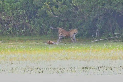 Colombo:Anuradhapura & Wilpattu Safari All Inclusive Tour Colombo: Anuradhapura & Wilpattu Safari only Transportation