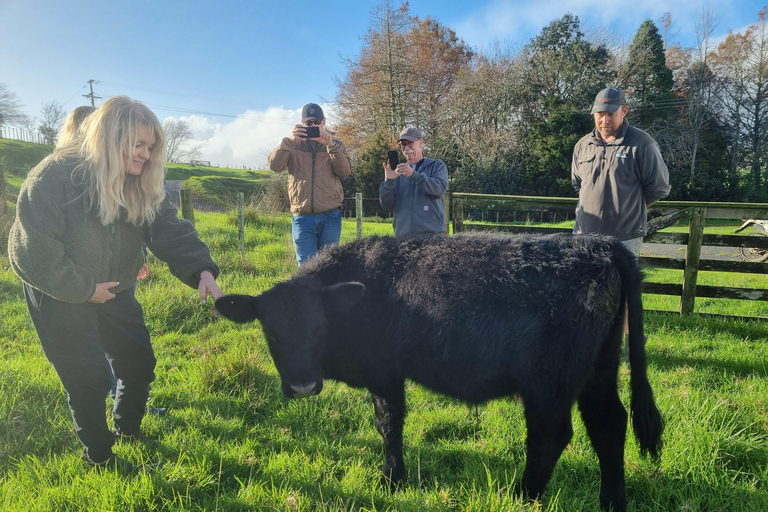 Sheep & Beef Working Farm Private Tour
