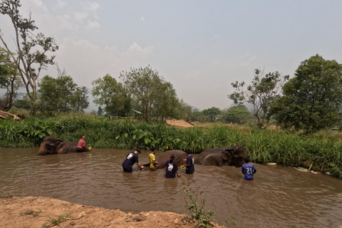 Elephant Care Essentials: Health, Happiness, And Habitat Half-day Elephant care program Morning (8am-1pm)