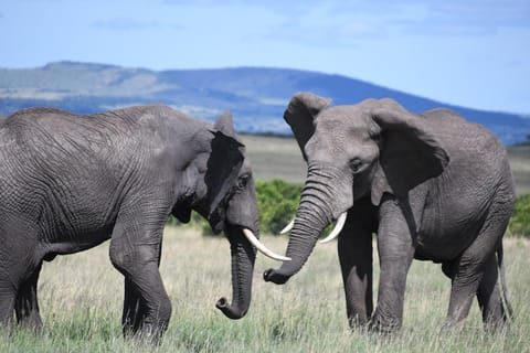 Private Tour: Aquila Game Reserve & Wildlife Safari - Big5