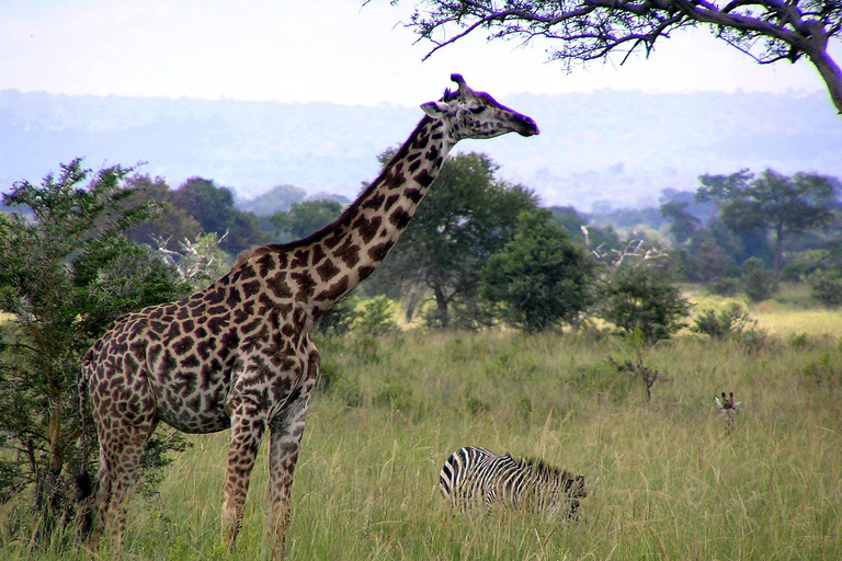 Zanzibar: Mikumi National Park Day Trip with Flight