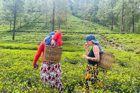 Sri Lanka: 10-dniowa wycieczka z Sigiriya, Kandy i Ella
