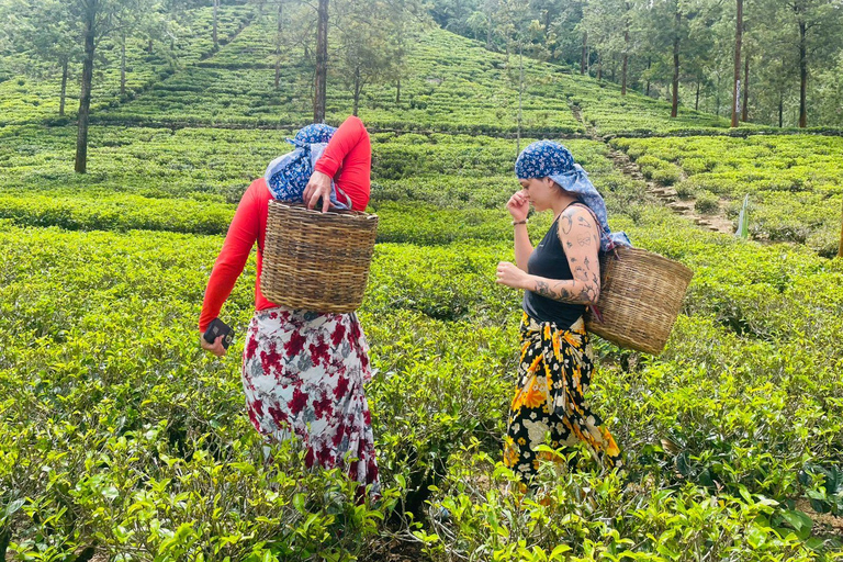 Sri Lanka: 10-dniowa wycieczka z Sigiriya, Kandy i Ella