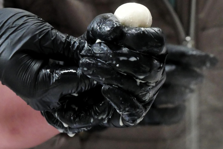 Hamburg: Mozzarella course with accompanying wines