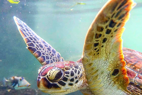 Gewürztour, Steinstadt, Insel Pongwe, Schildkröten, Kajak