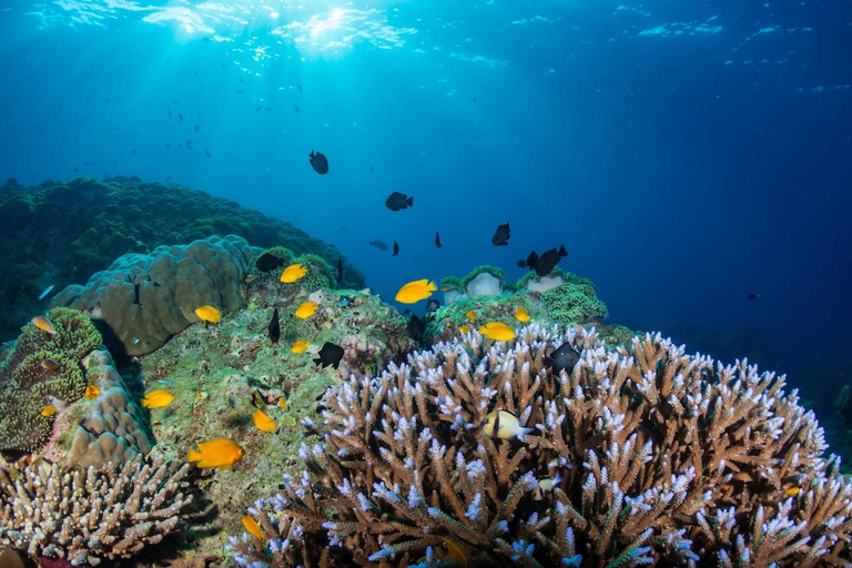 Phuket: Similan Islands Speedboat Tour with Lunch