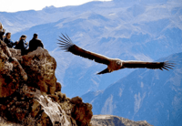Vuelo del cóndor en Colca 2 días 1 noche - Housity