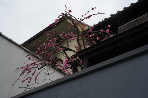 One Hour Geisha Show and Kitano Tenmangu Shrine in Kyoto