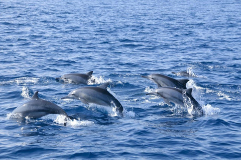 Bentota: Whale Watching, Galle Fort, & Turtle Day Tour