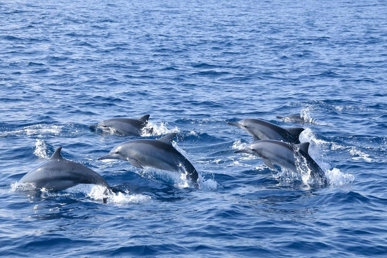 Bentota: Whale Watching, Galle Fort, & Turtle Day Tour