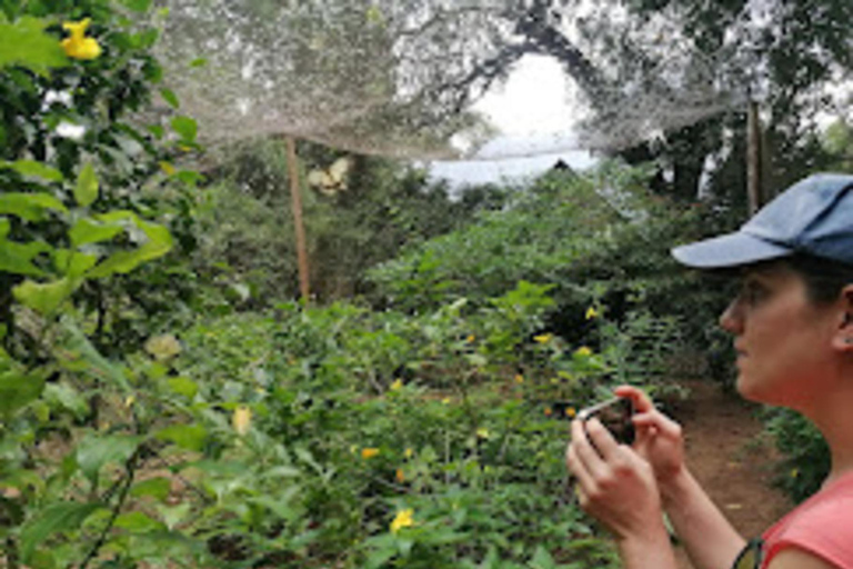 Zanzibar: Jozani forest, Butterfly & Tortoise sanctuary tour Tour with Hotel pickup & drop-off included