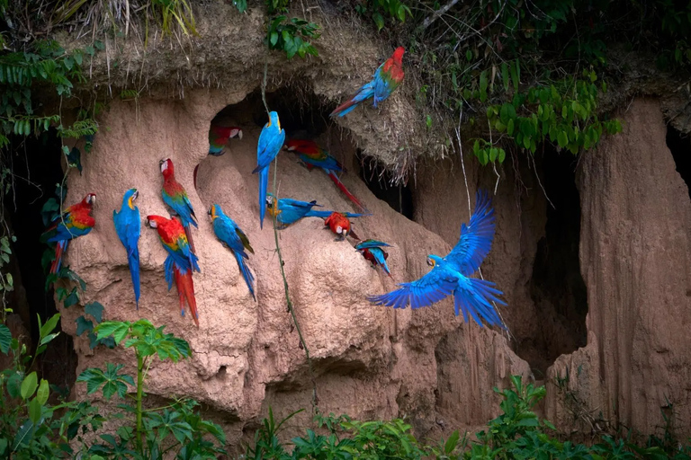 Excursion to the Chuncho clay lick |Parrot - Macaw watching|