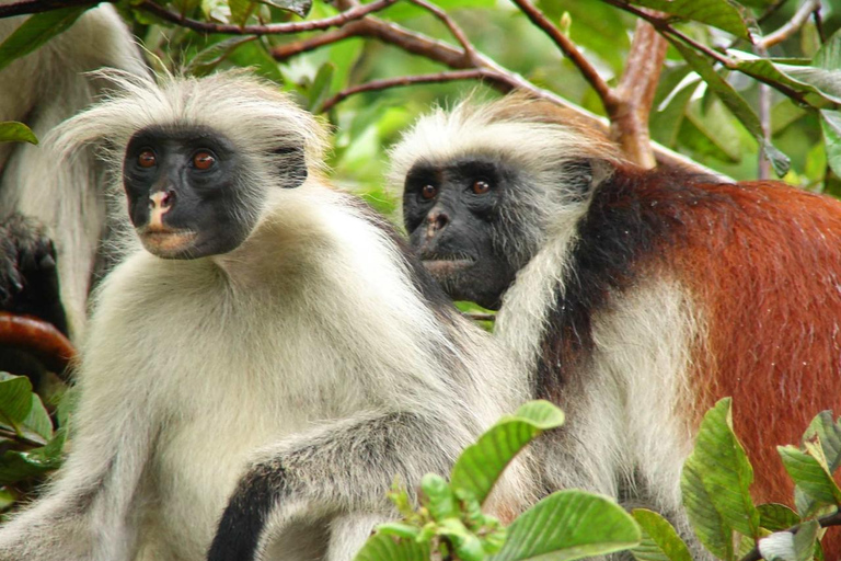 Sansibar: Kiwengwa-Wald- und Strand-TourSansibar: Kiwengwa-Wald und Strand-Tour