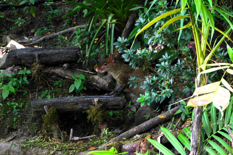 Santa Marta : randonnée de 2 jours au Cerro Kennedy avec un guide autochtone