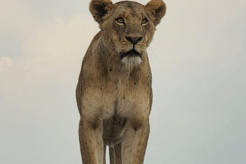 Nairobi National Park: Early Morning or afternoon adventure Early morning game drive in a Landcruiser JEEP