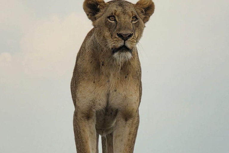 Nairobi National Park: Early Morning or afternoon adventure Early morning game drive in a Landcruiser JEEP