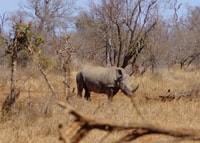 Kruger Park Safari van Maputo - Housity