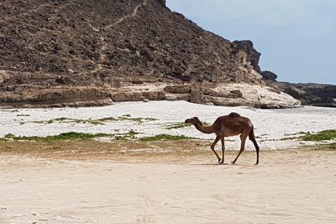 Salalah: Western Salalah Full-Day Khareef Tour