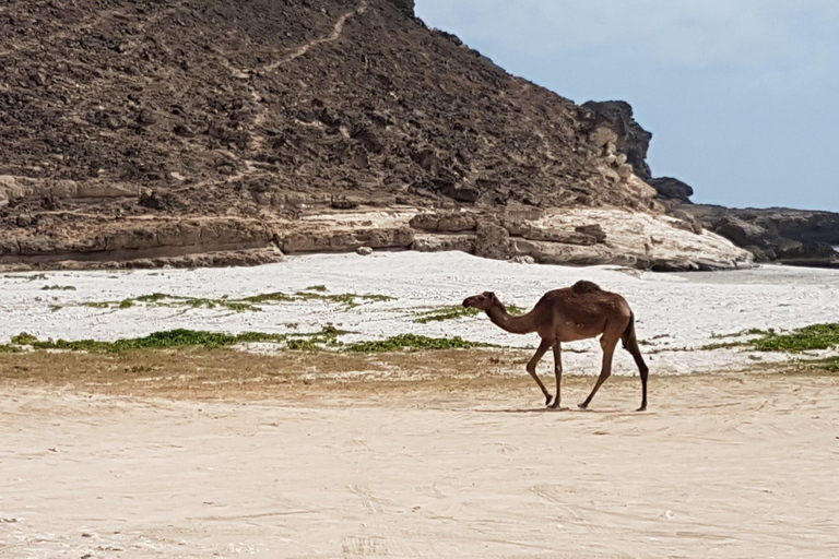 Salalah: Western Salalah Full-Day Khareef Tour