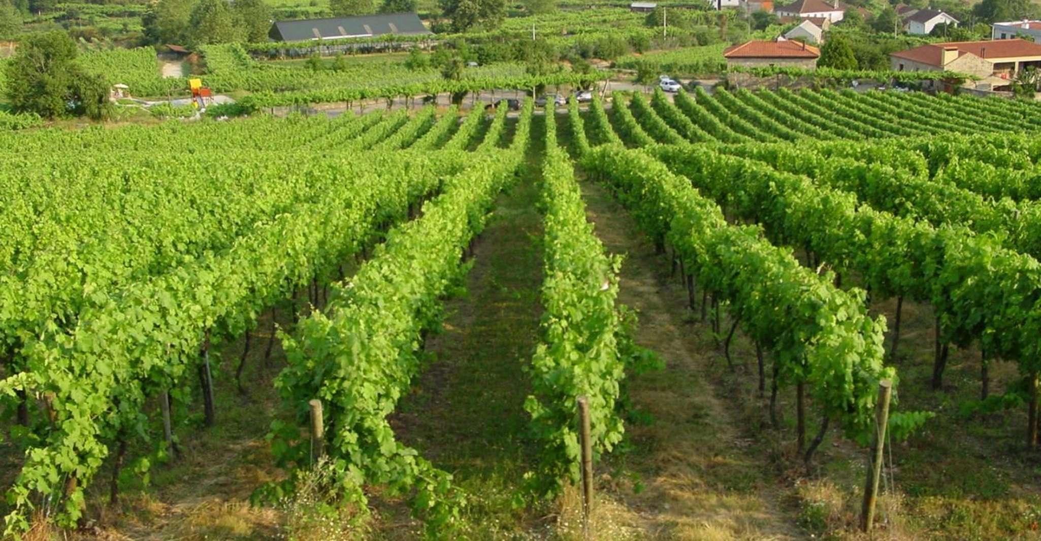 Vinho Verde Visite privée des vins - Hizvo
