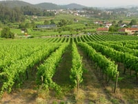 Vinho Verde Visite privée des vins - Hizvo
