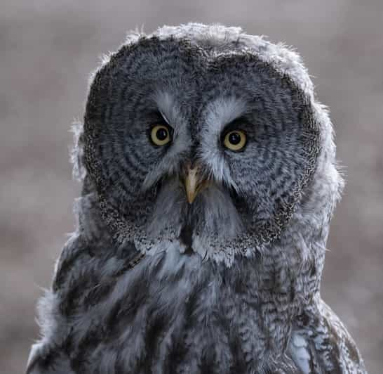 York Bird of Prey Centre. 