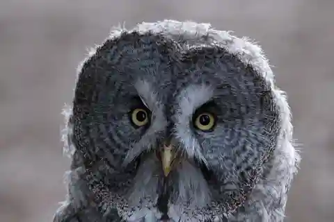 Toegangsticket voor het York Bird of Prey Center