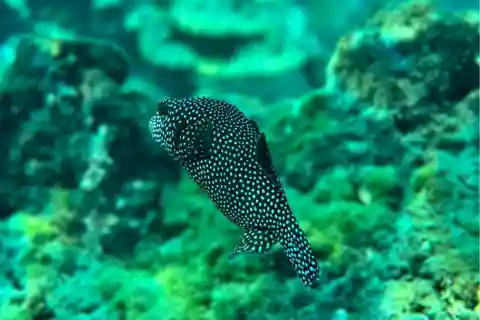 Uvita: Snorkling vid ön Caño