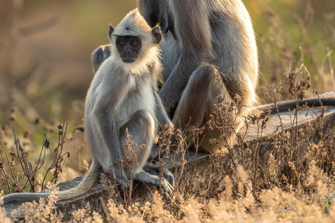 Ella - Yala Safari & Transfer to Mirissa/ Galle/ Hikkaduwa