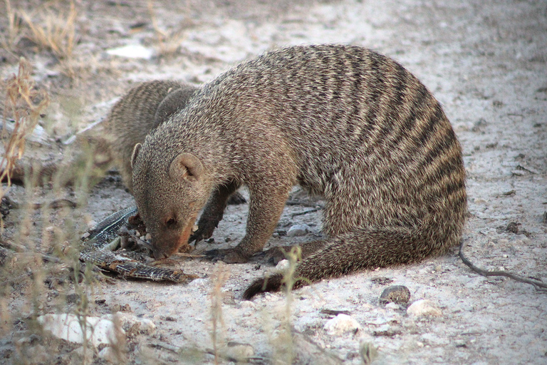 Windhoek: 3-Day Guided Safari in Etosha with Lodge