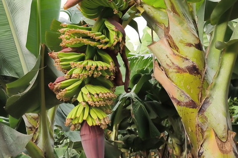 Gran Canaria: paraglidingvlucht en bananenplantageGran Canaria: paragliding en bananenplantage