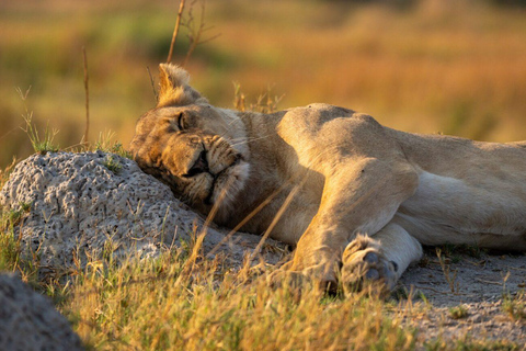 Zambezi National Park: Extended Game Drive With Snacks